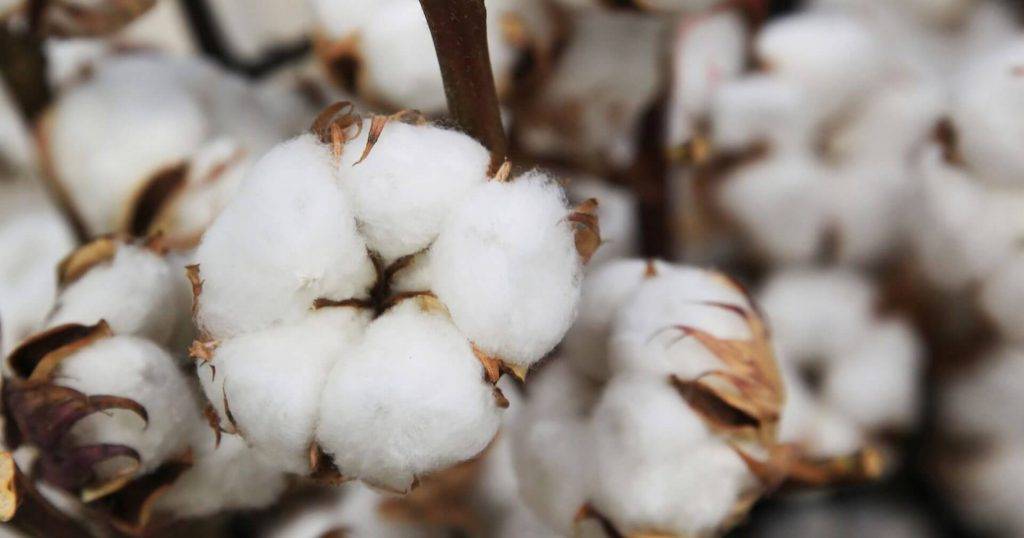 Cotton.